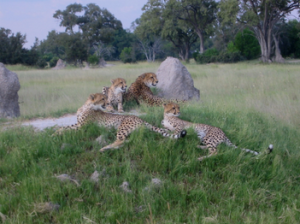Armchair Travelogue - Travels in South Africa