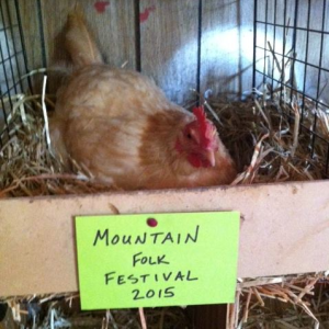 Chicken photo
